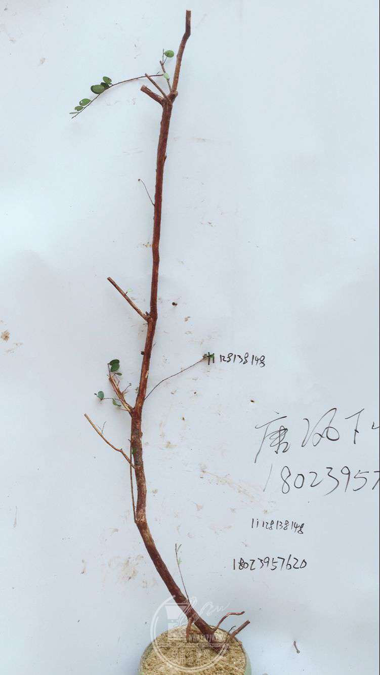 QQͼƬ20180317140131.jpg