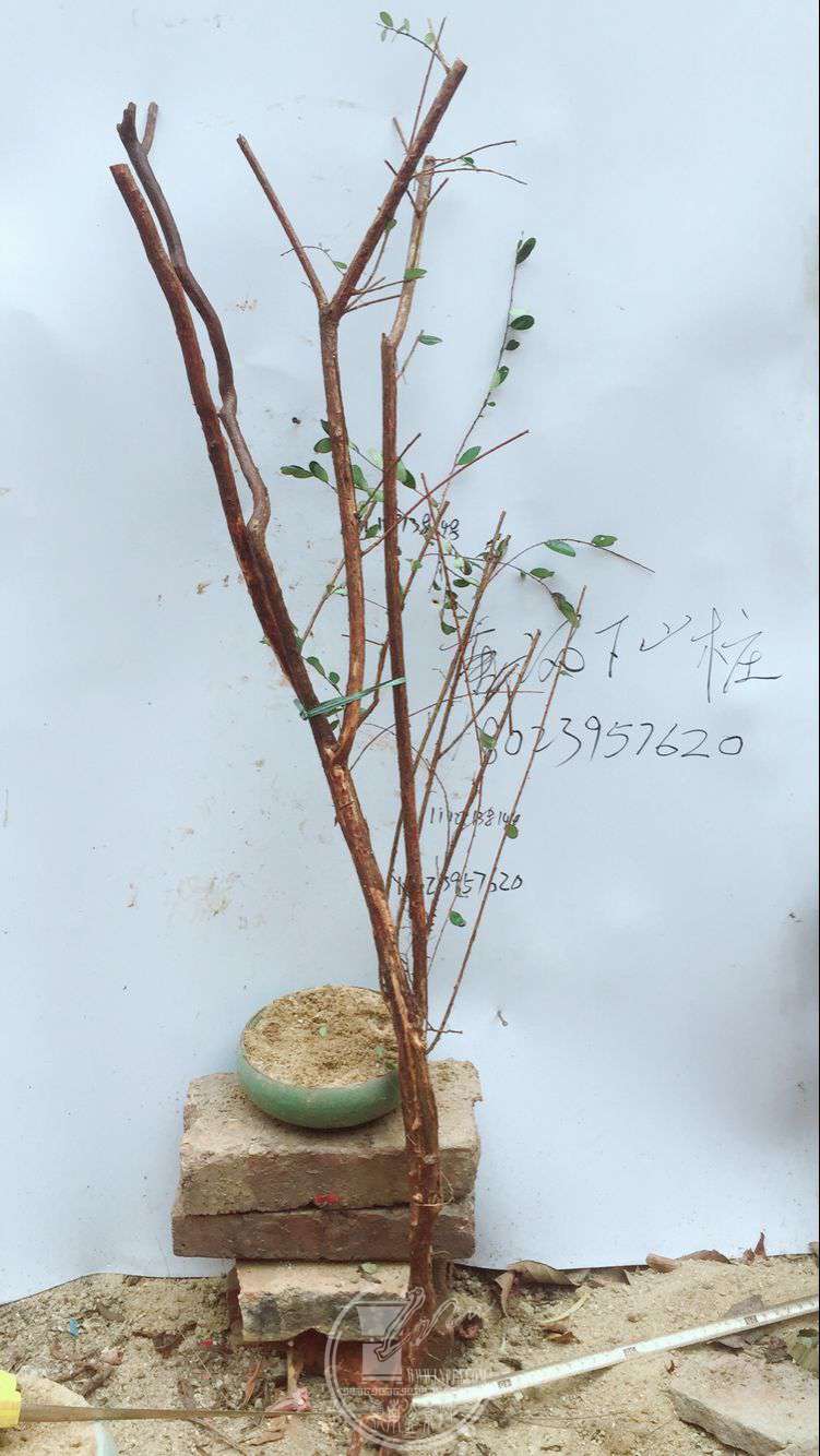 QQͼƬ20180317140609.jpg