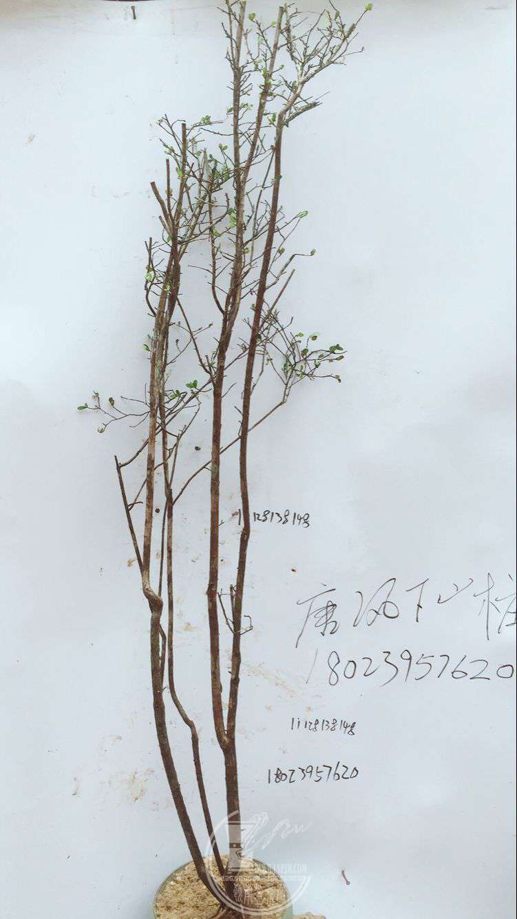 QQͼƬ20180317141635.jpg