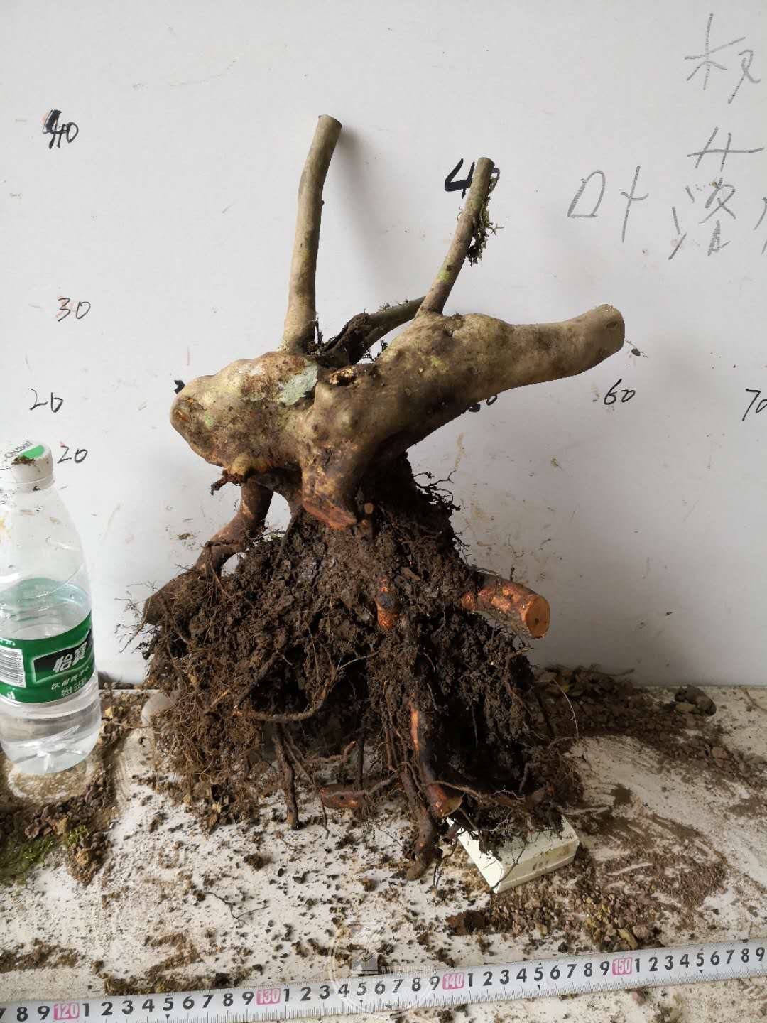 43.jpg
