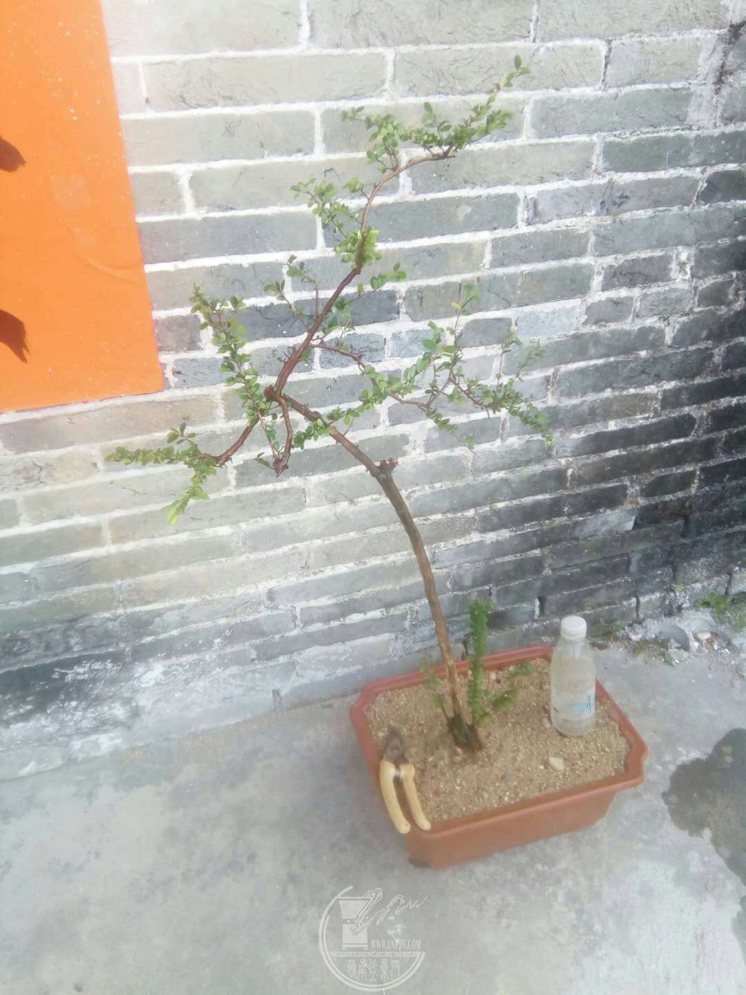 mmexport1521601313809.jpg