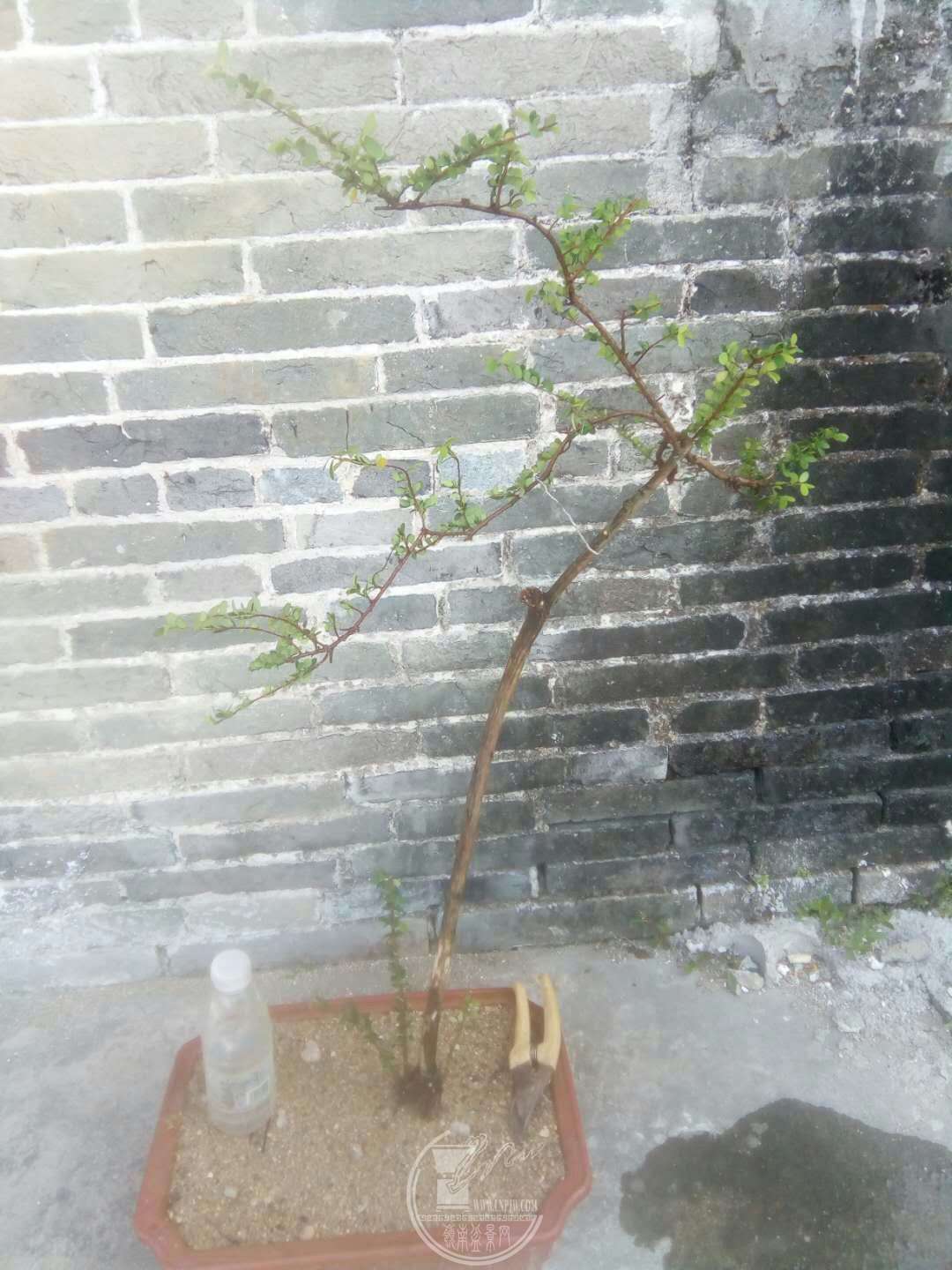 mmexport1521601308560.jpg