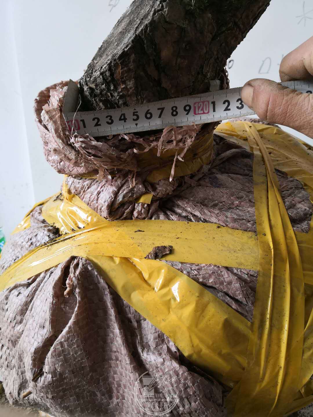 63.jpg
