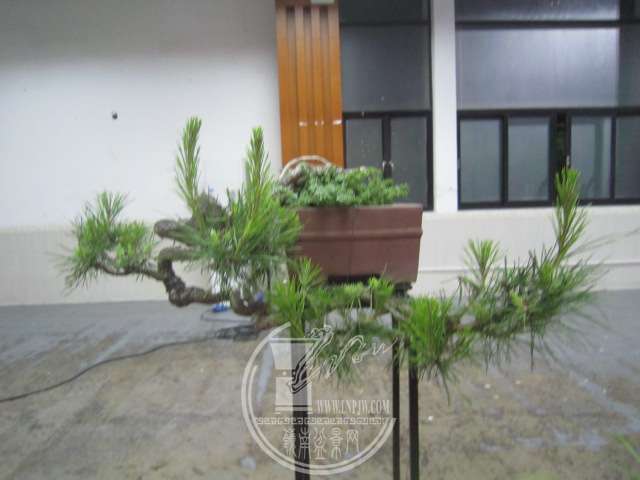 IMG_8729.JPG