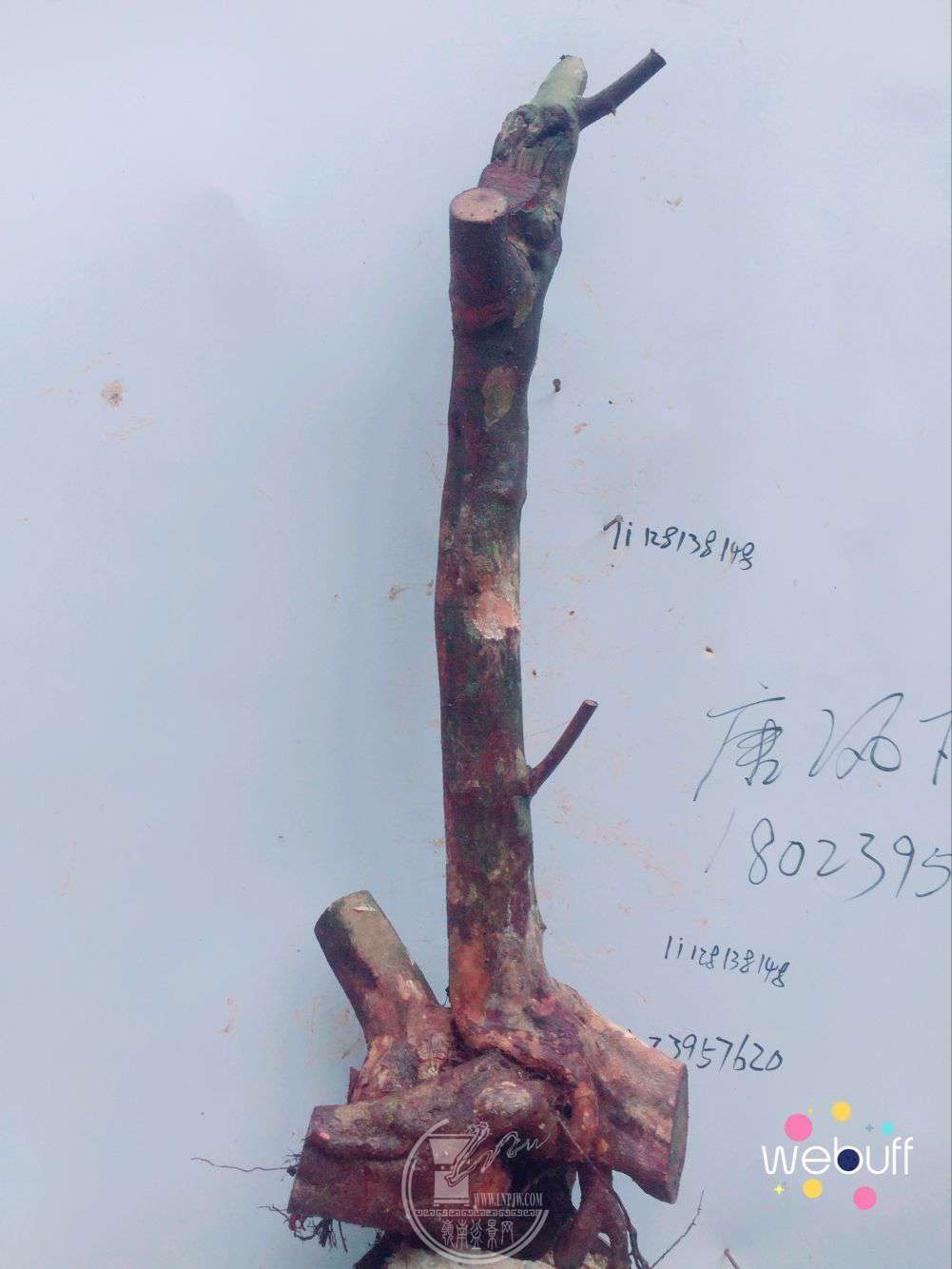 QQͼƬ20180326201425.jpg