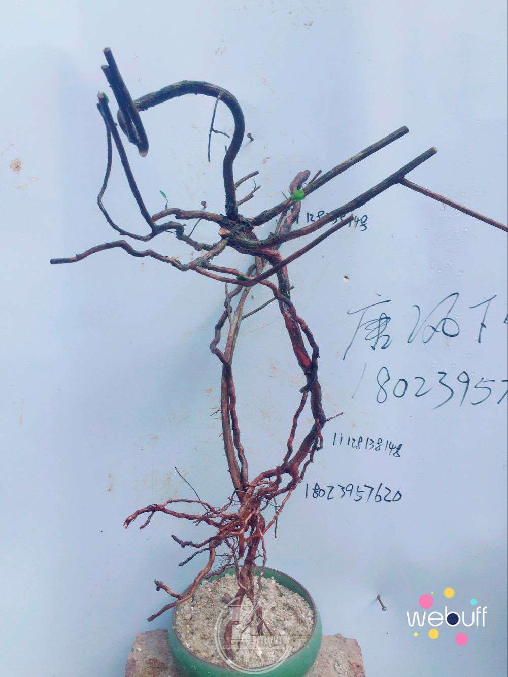 QQͼƬ20180326203220.jpg