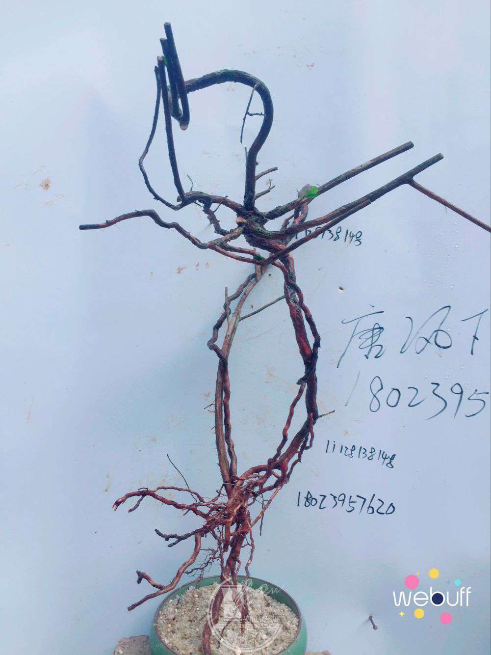 QQͼƬ20180326203223.jpg