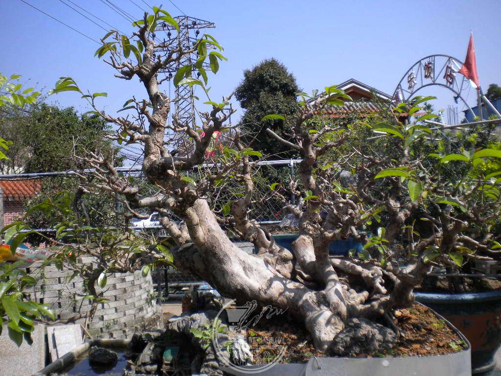 DSCN8907.JPG