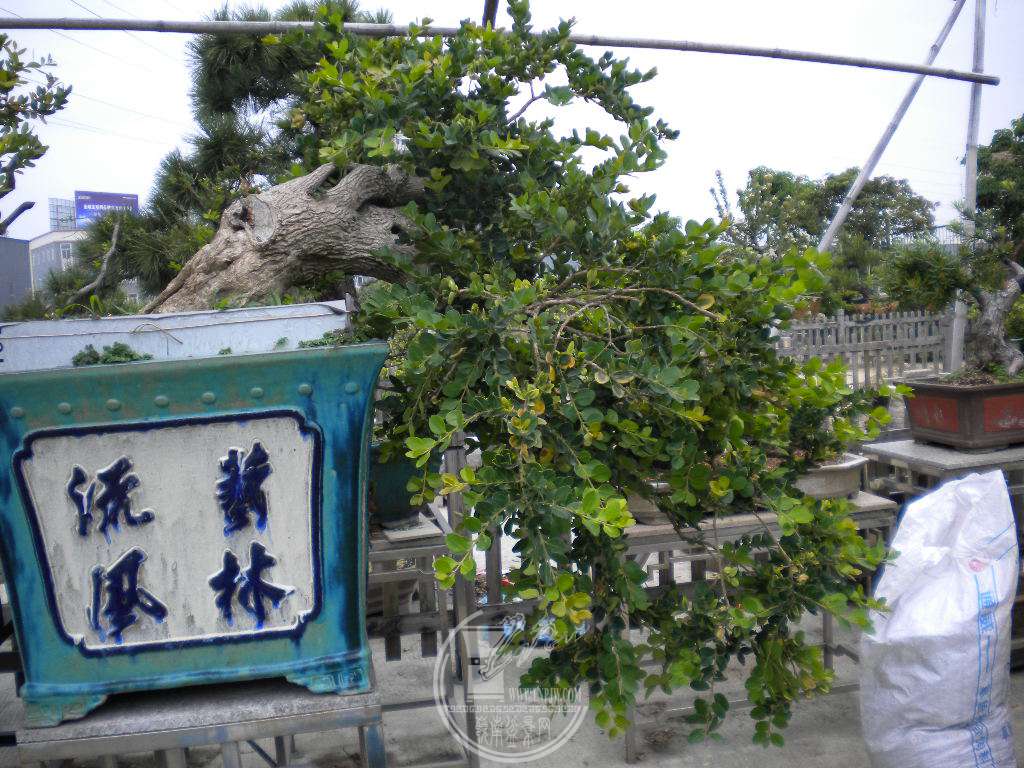DSCN8925.JPG