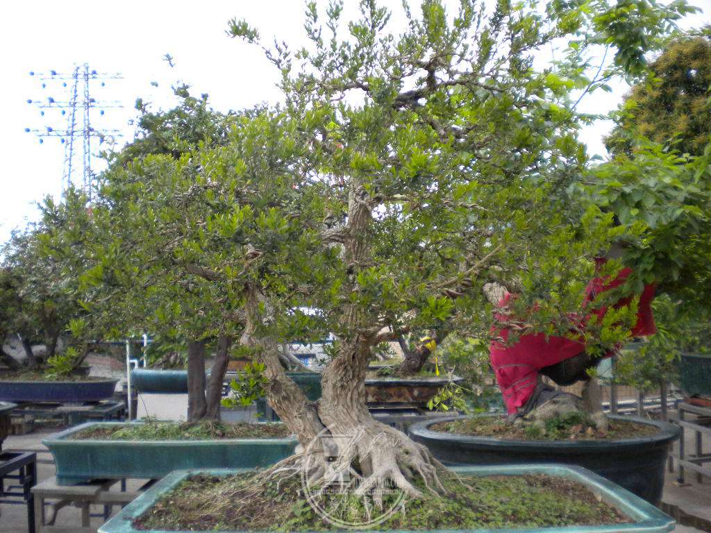 DSCN8950.JPG