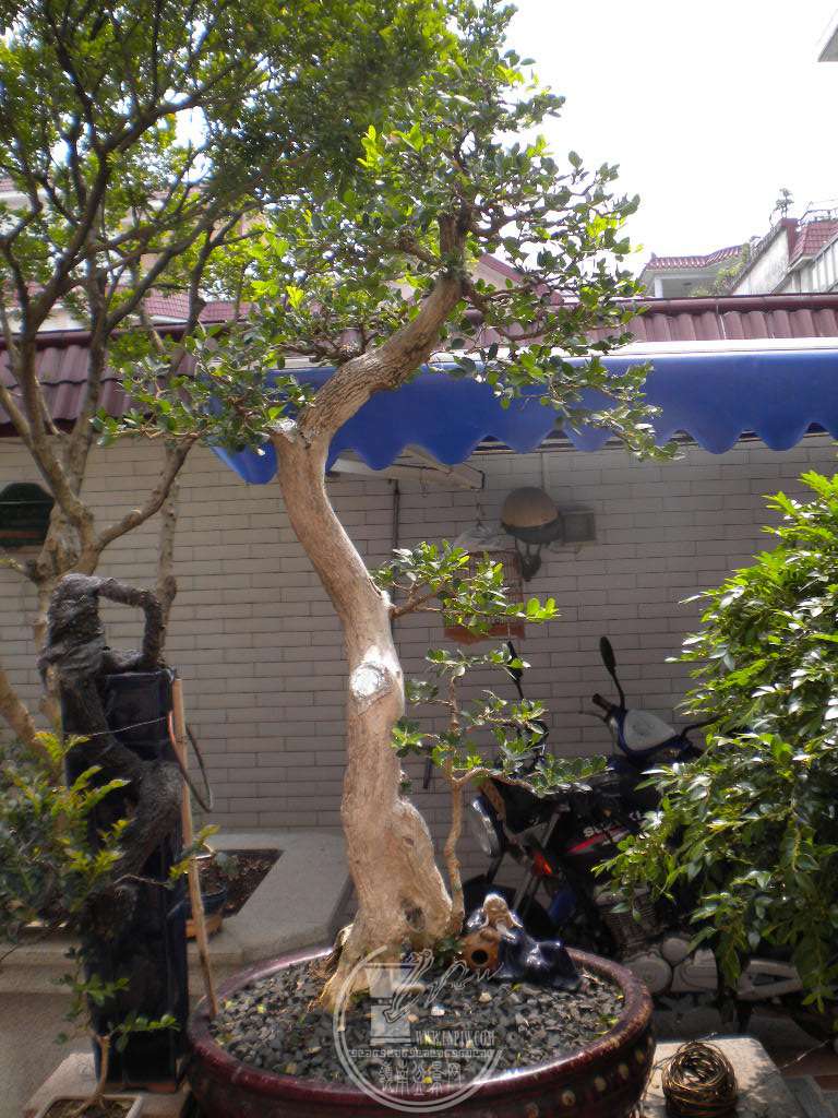 DSCN8974.JPG