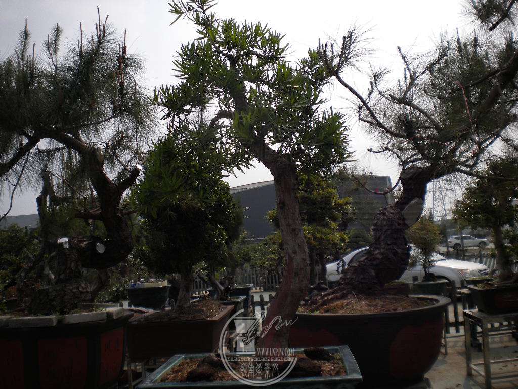 DSCN8968.JPG