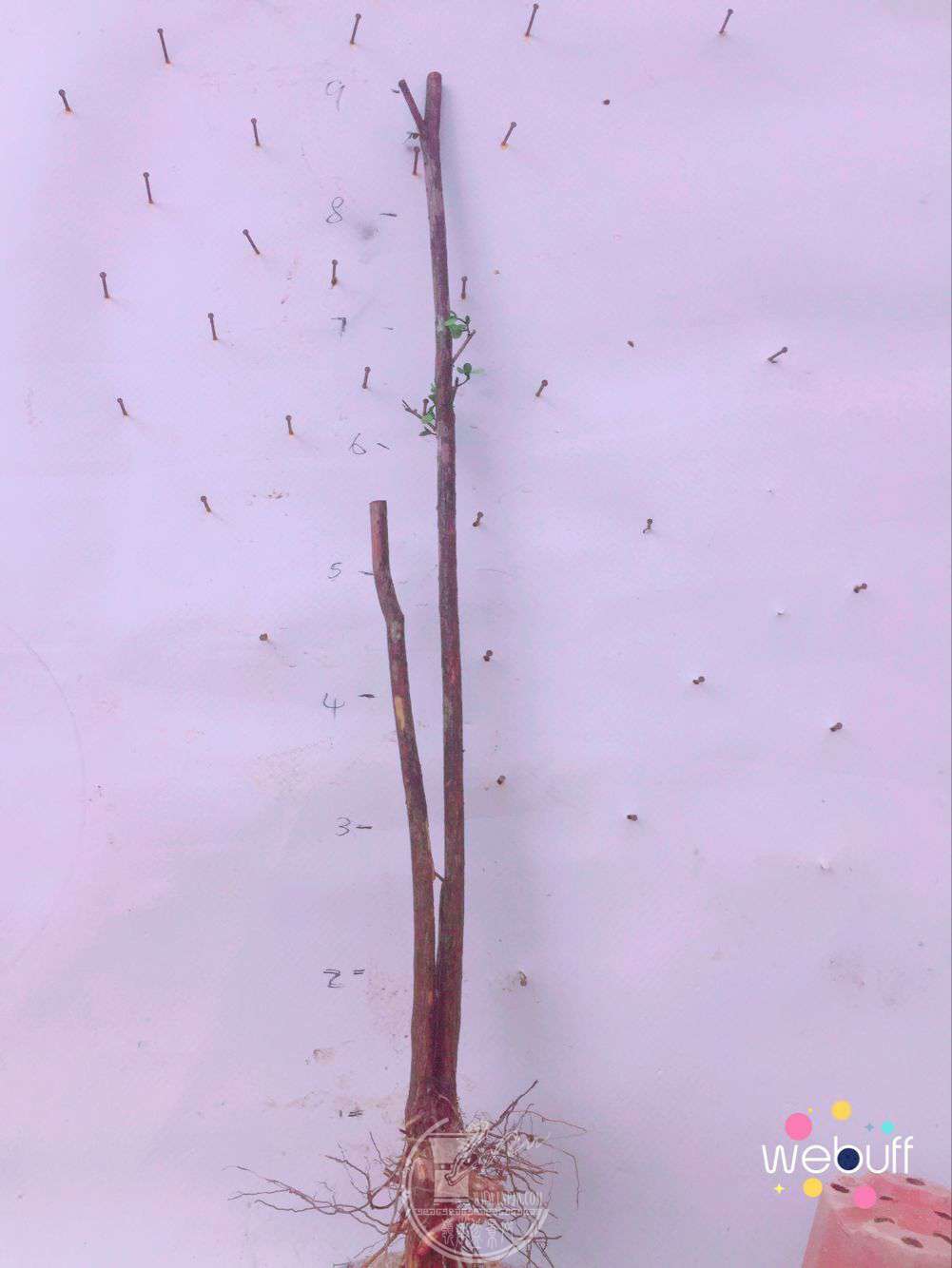 QQͼƬ20180331093955.jpg