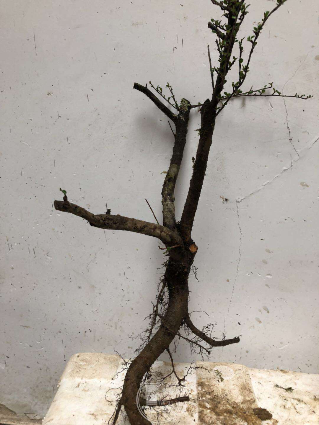 EAABB6CA-C8C6-4D2C-A029-F692DE1DCB9F.jpeg