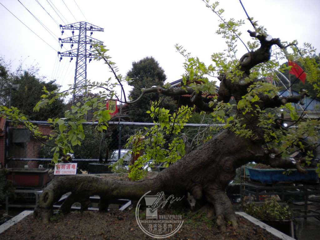 DSCN8868.JPG