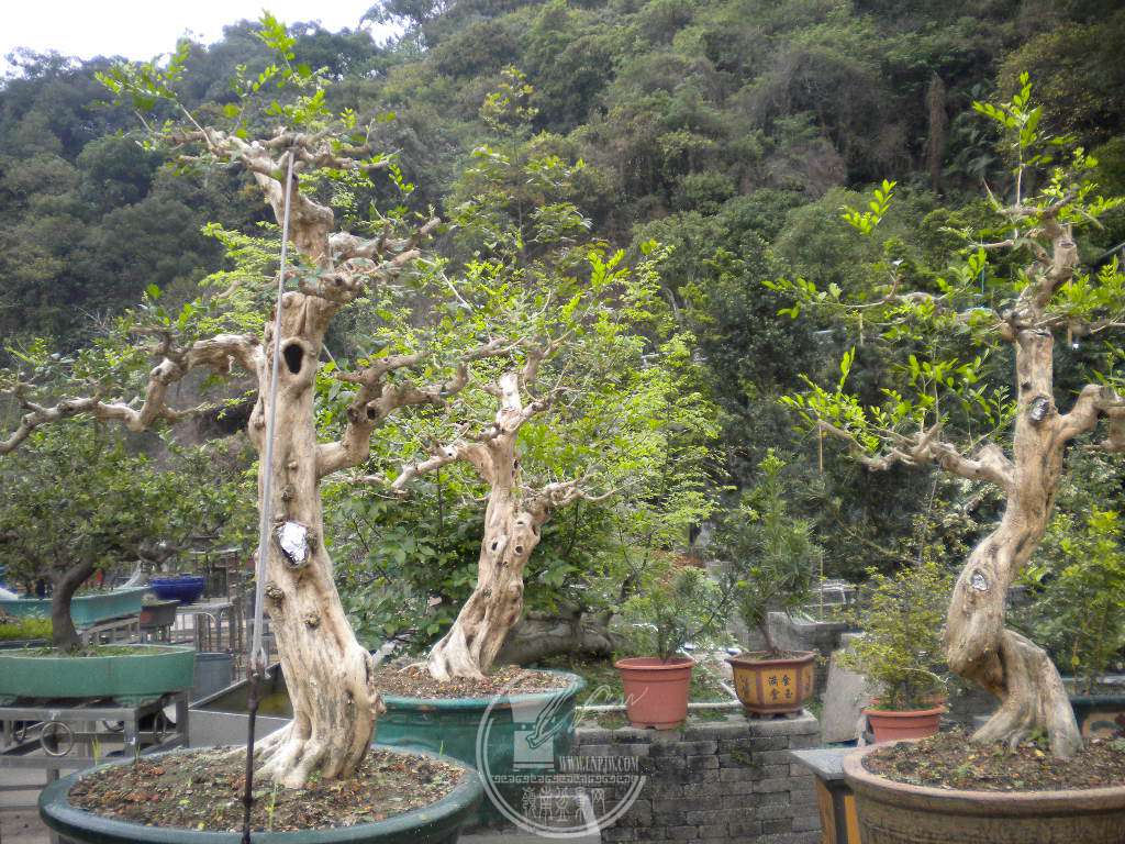 DSCN8881.JPG