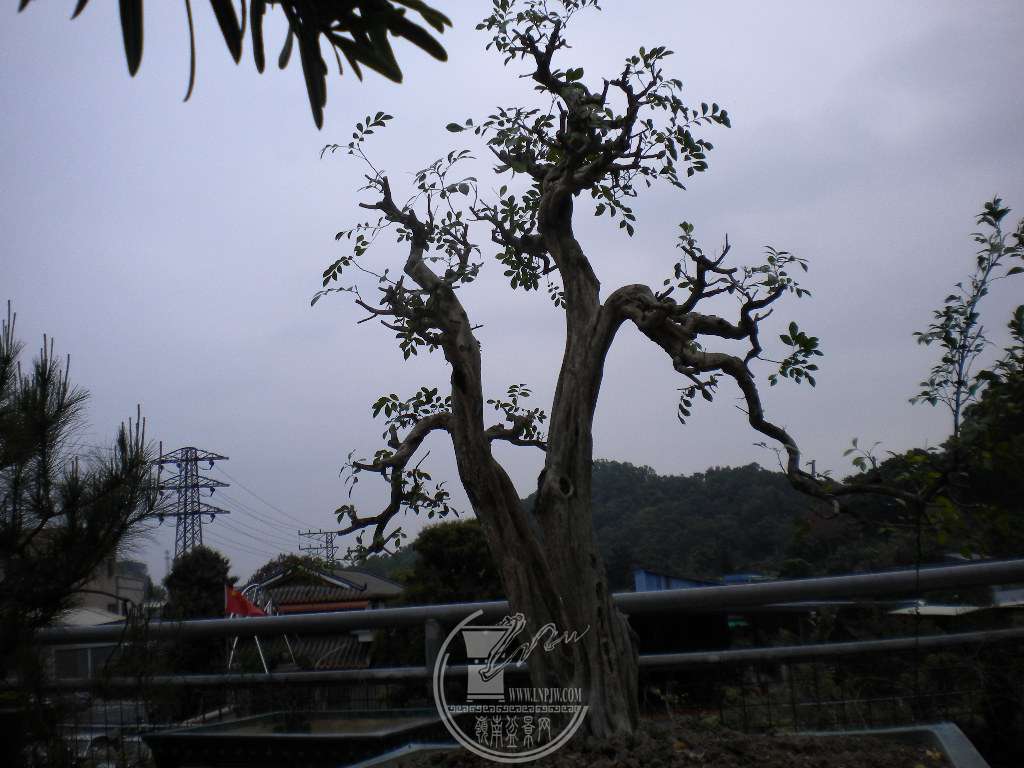 DSCN8887.JPG