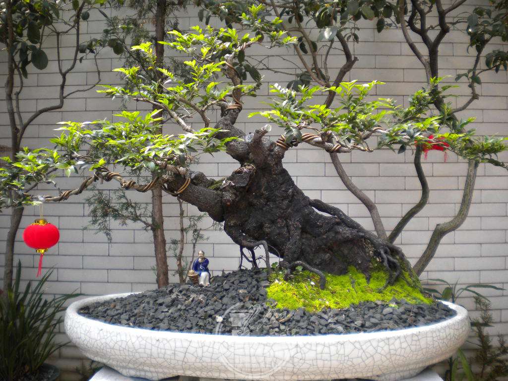 DSCN8971.JPG