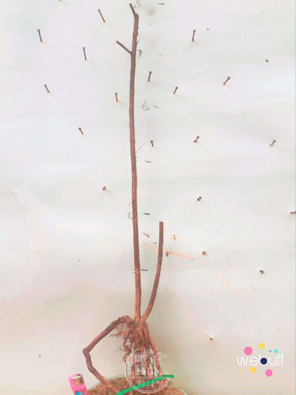 QQͼƬ20180412114019.jpg