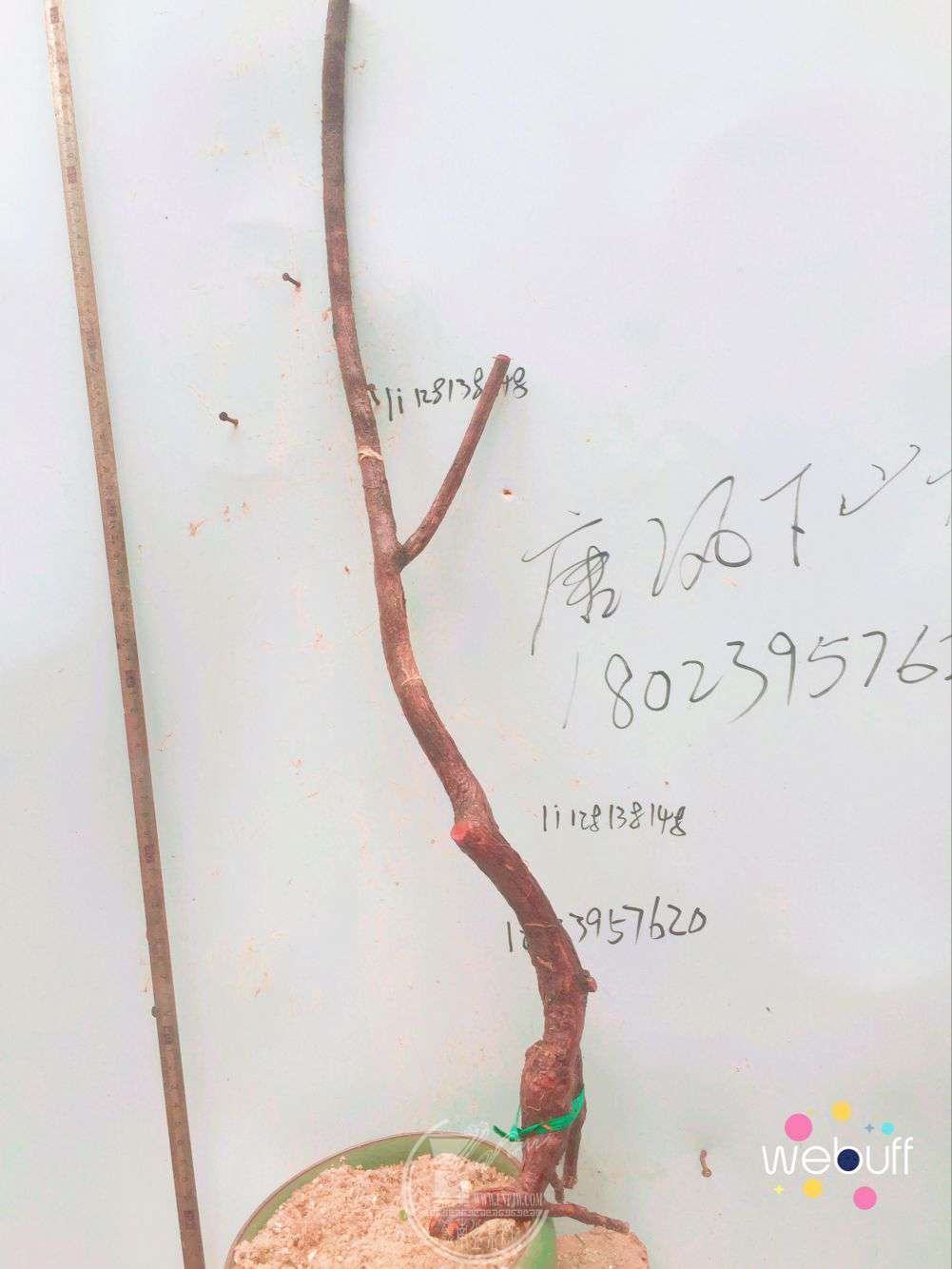 QQͼƬ20180413213036.jpg