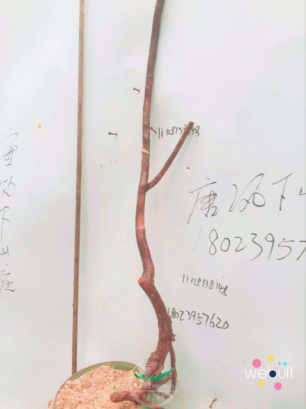 QQͼƬ20180413213042.jpg