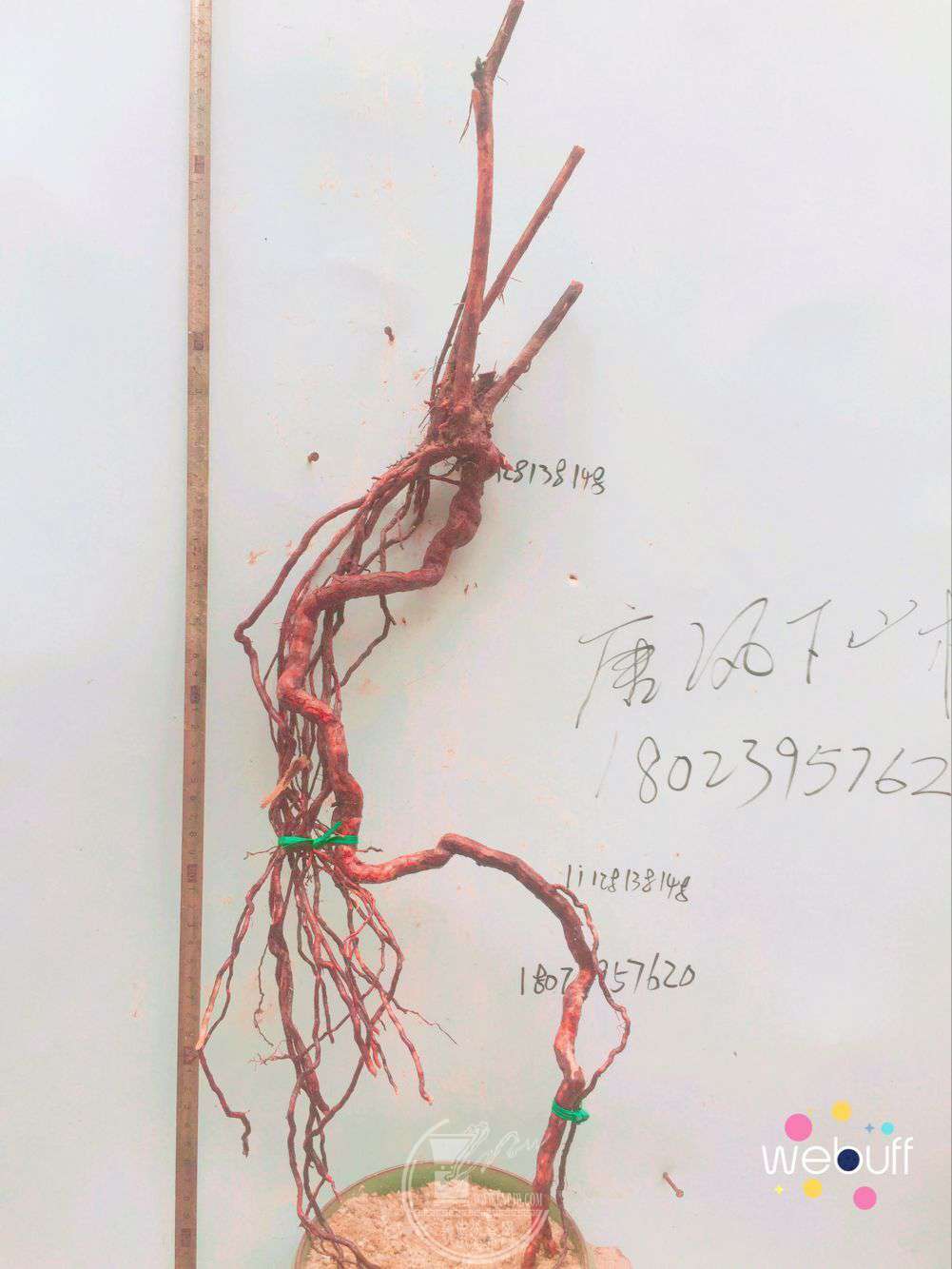 QQͼƬ20180413215451.jpg