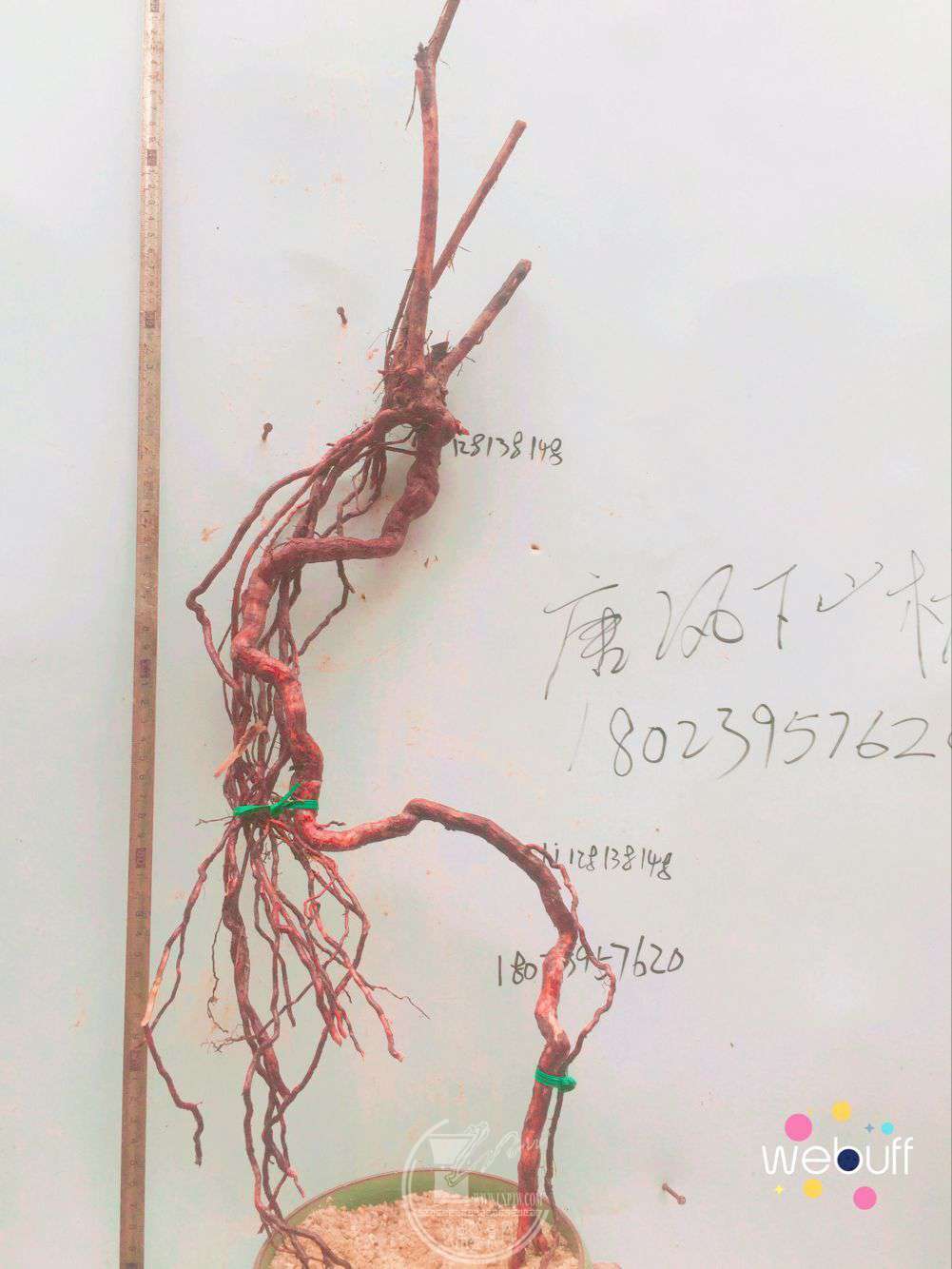 QQͼƬ20180413215457.jpg
