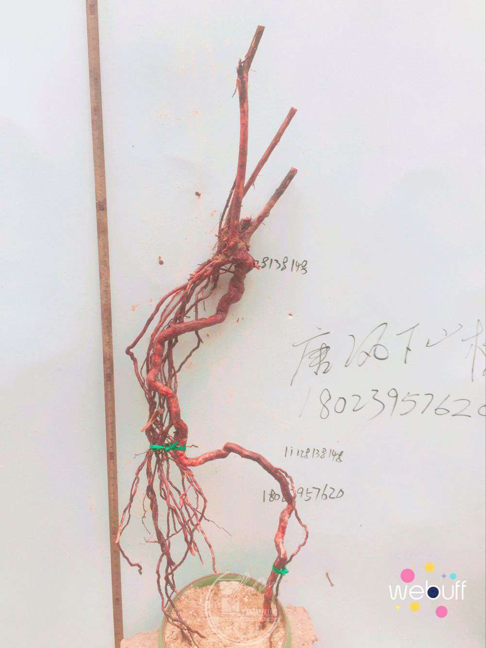 QQͼƬ20180413215505.jpg
