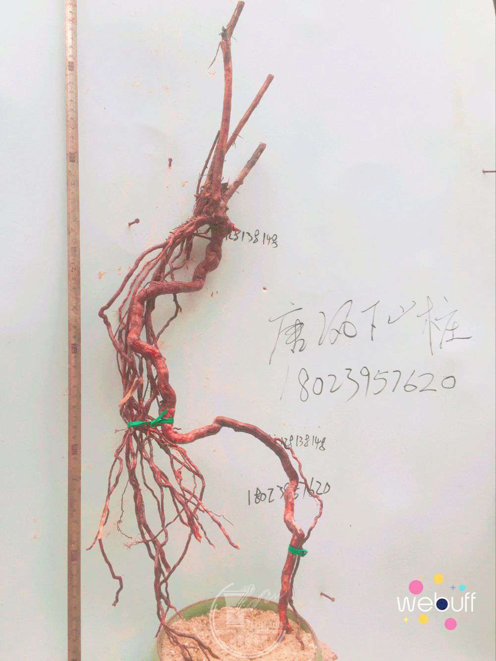 QQͼƬ20180413215514.jpg