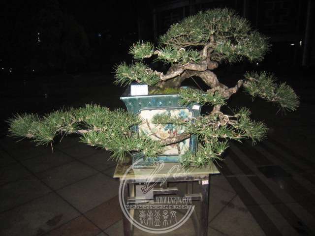 IMG_8646.JPG