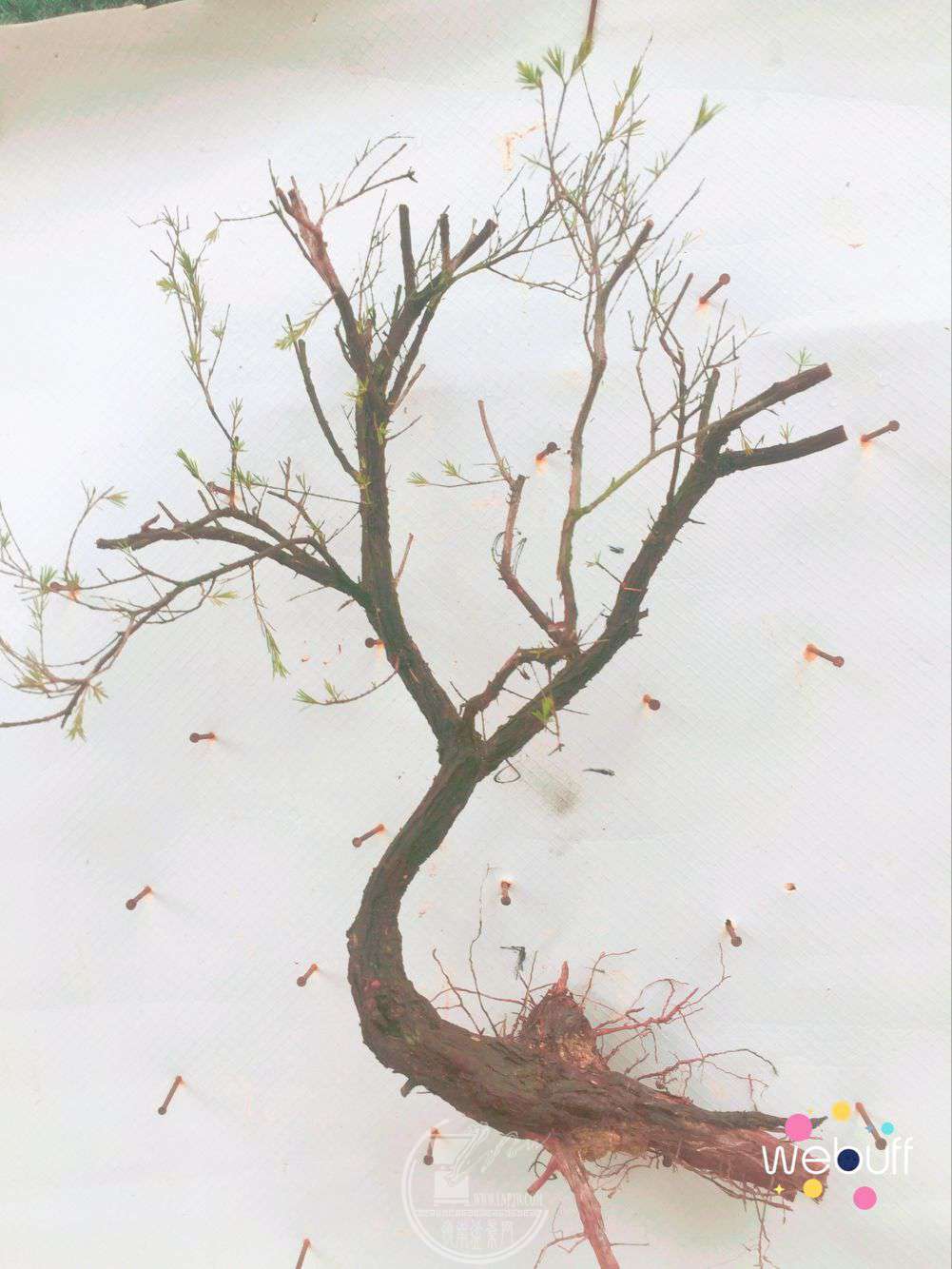 QQͼƬ20180415085723.jpg