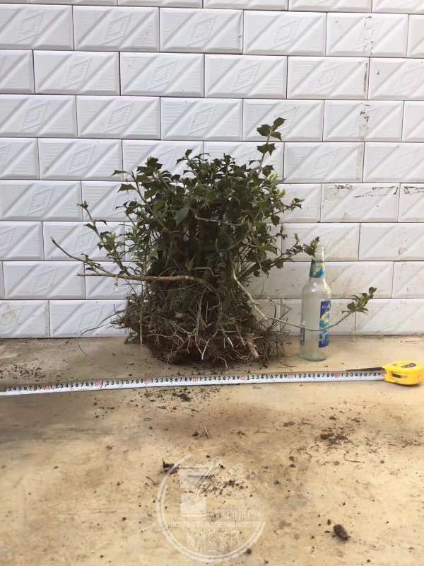 935944