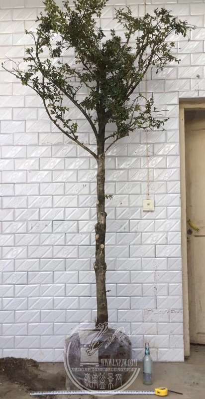 936005