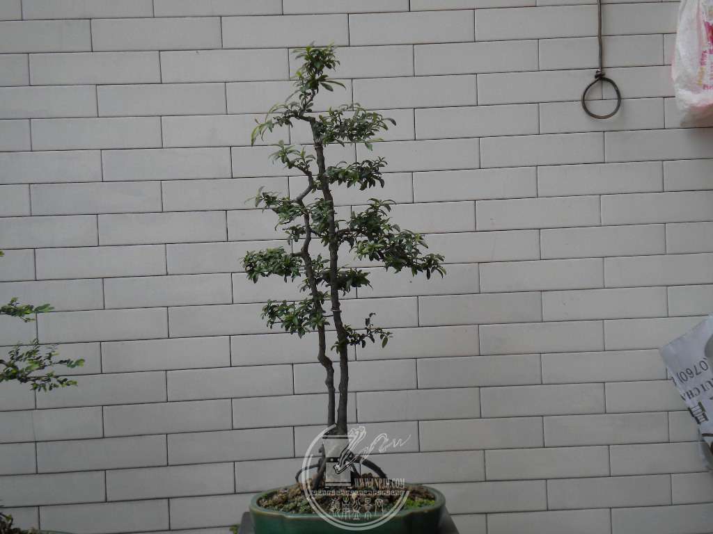 DSCN8979.JPG