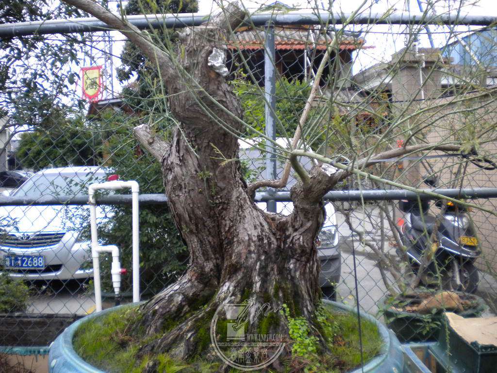 DSCN8901.JPG