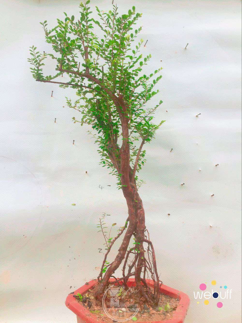 QQͼƬ20180421110030.jpg