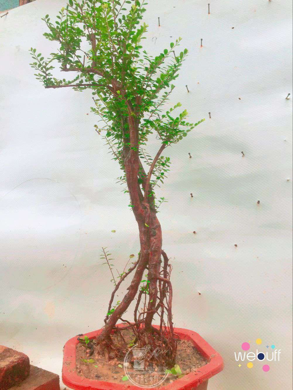 QQͼƬ20180421110035.jpg