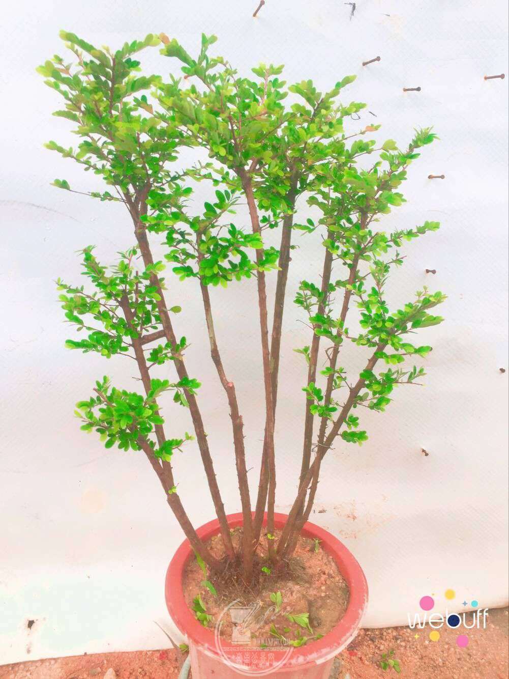 QQͼƬ20180422091544.jpg