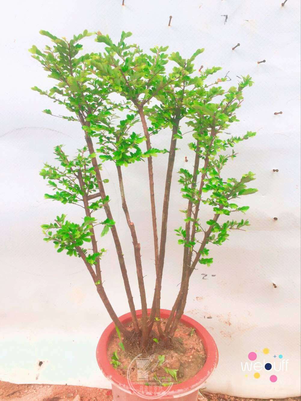 QQͼƬ20180422091559.jpg
