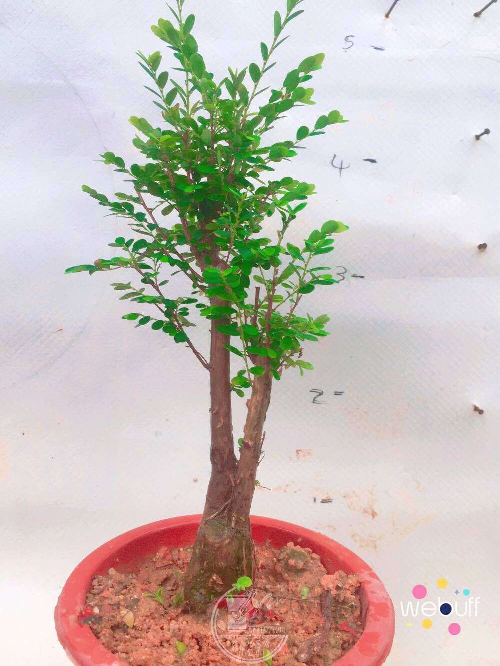 QQͼƬ20180422092004.jpg