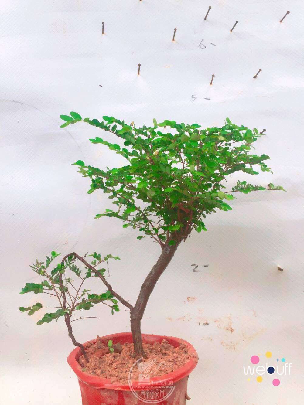 QQͼƬ20180422092454.jpg