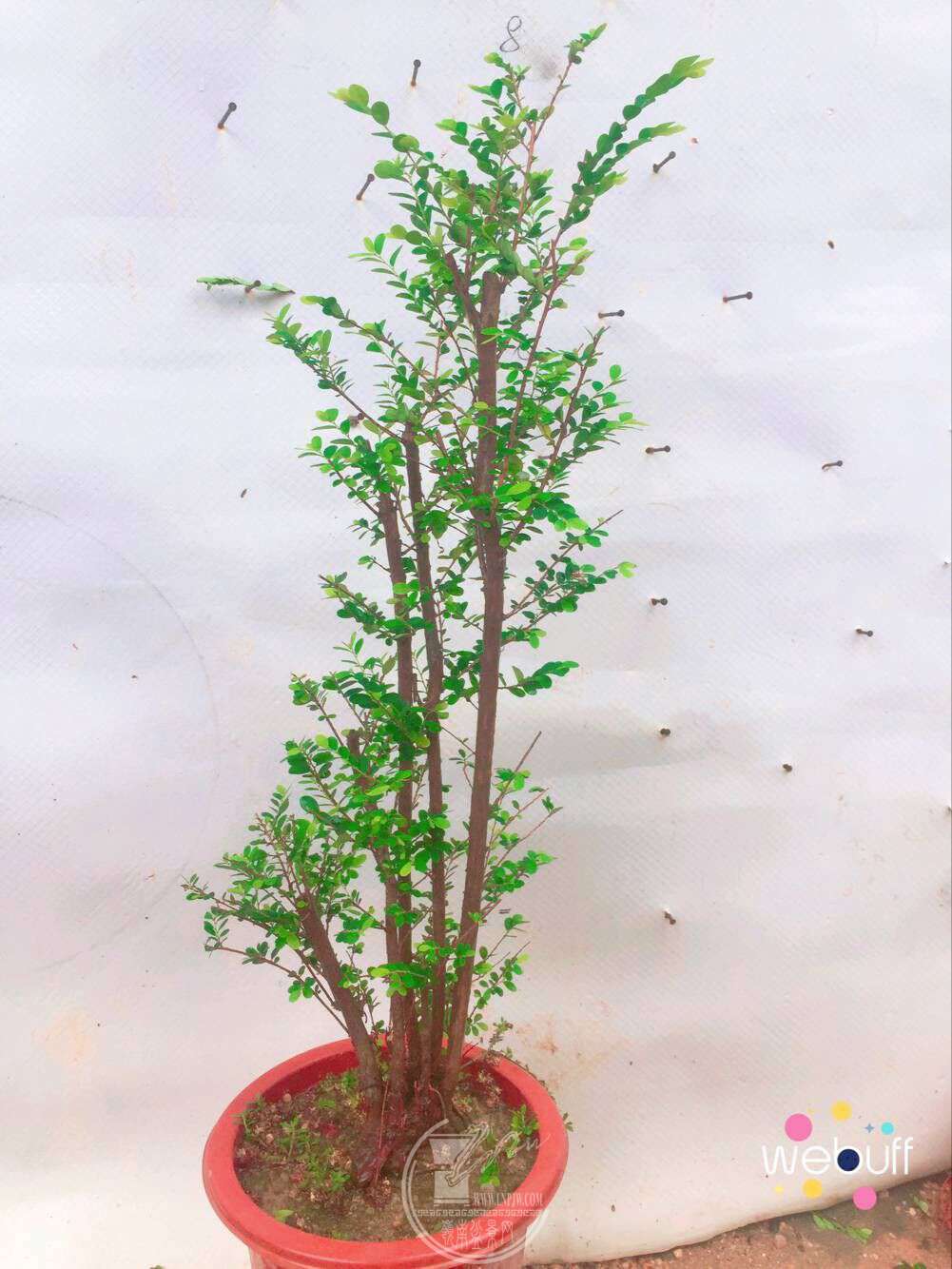 QQͼƬ20180422092735.jpg