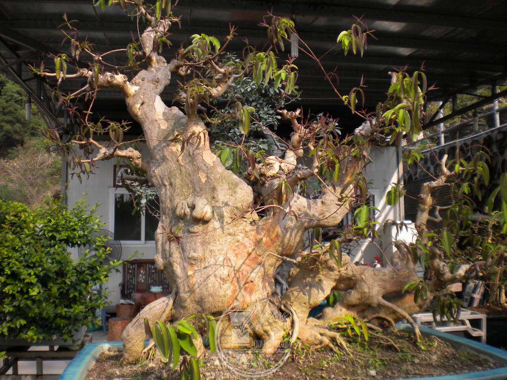 DSCN9009.JPG
