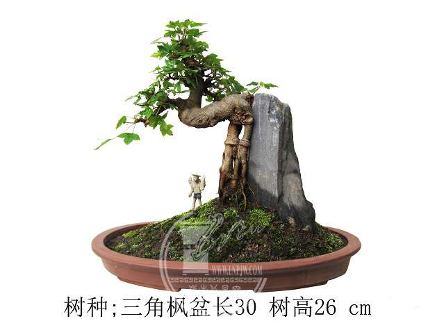 ǳ踽ʯǷ.jpg