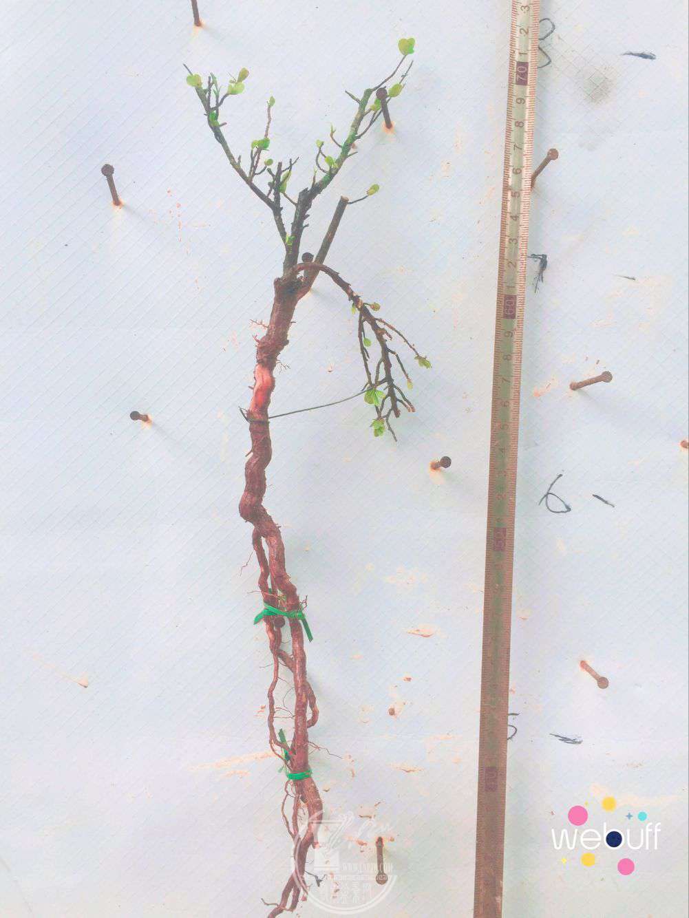 QQͼƬ20180424142340.jpg