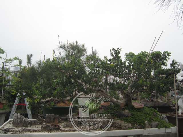 IMG_8604.JPG