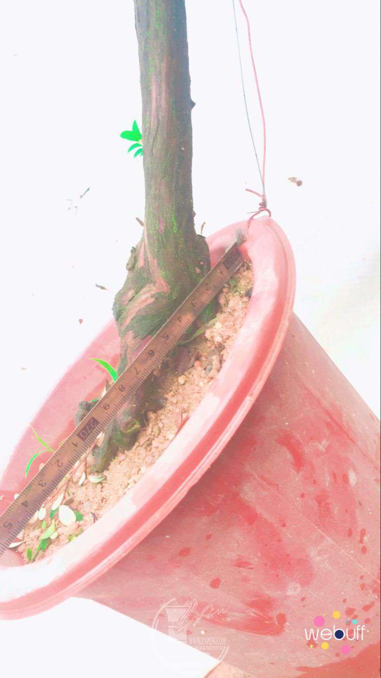 QQͼƬ20180427194545.jpg
