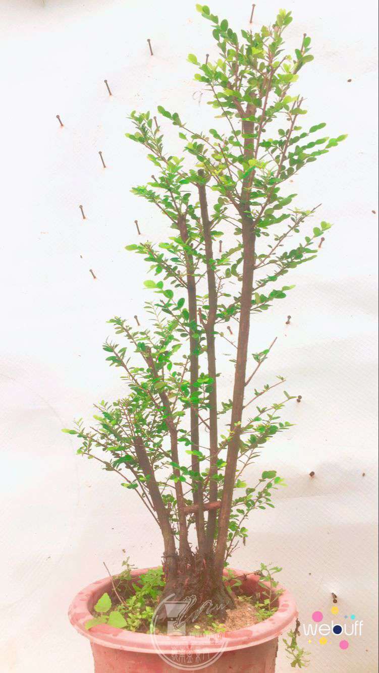 QQͼƬ20180427194731.jpg