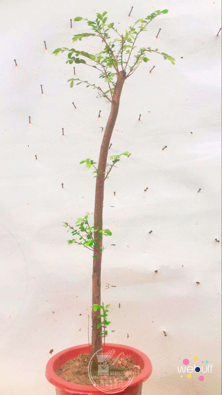 QQͼƬ20180427194856.jpg