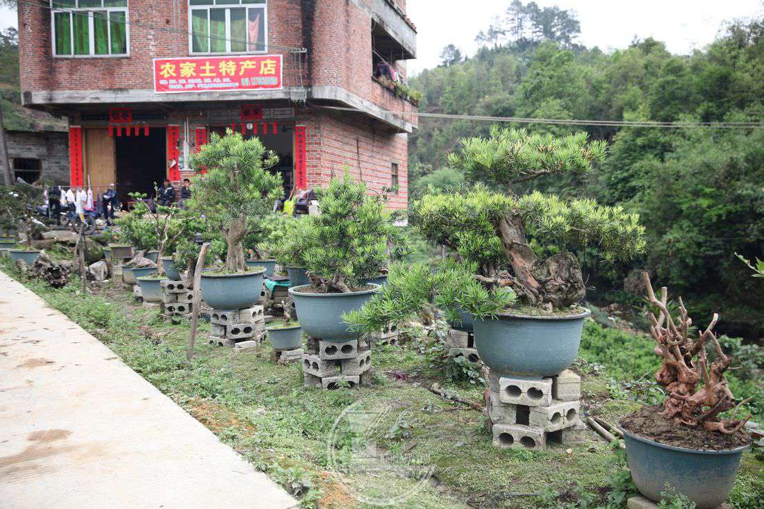 广西盆景第一村:高坪村——中国盆景作家林伟栈赴广西